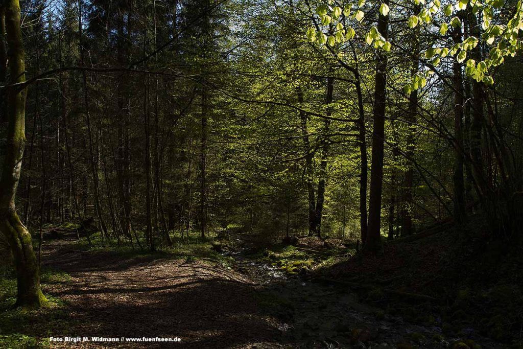 der Auenwald in der Ammerschlucht bei der Wanderung zu den Schleierfällen