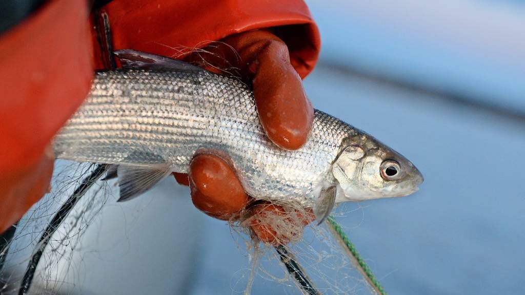 Nachhaltiger Fischkonsum: Welchen Fisch wir noch bedenkenlos essen können - und welche Fische tabu sind