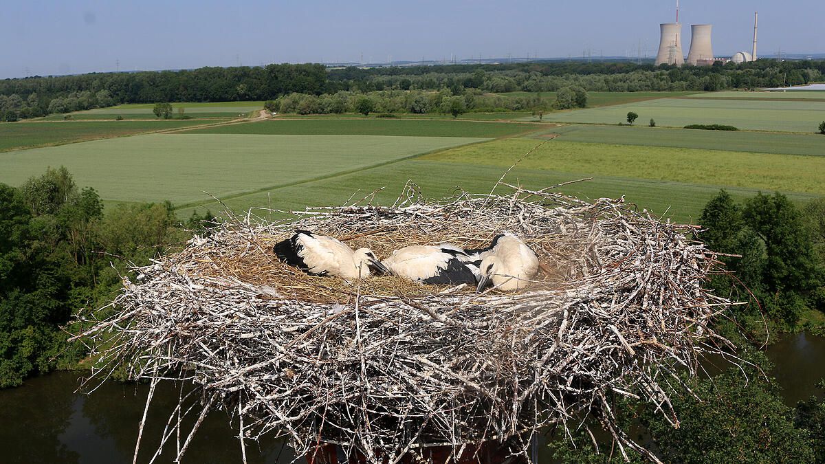 Wieso Hobby-Ornithologe Stefan Laubender aus Schwebheim diese Storchen-Babys wohl nie mehr wiedersehen wird