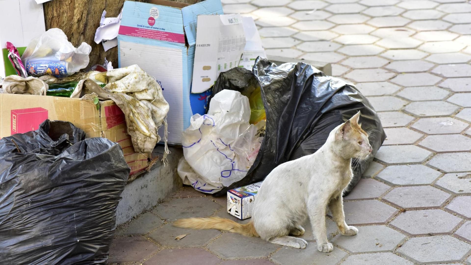 Hygiene in der Großstadt - Katzen sind schlechte Rattenfänger