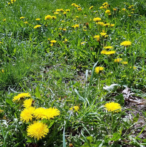 Wetter im April 2021 - Blühender Löwenzahn auf der grünen Wiese