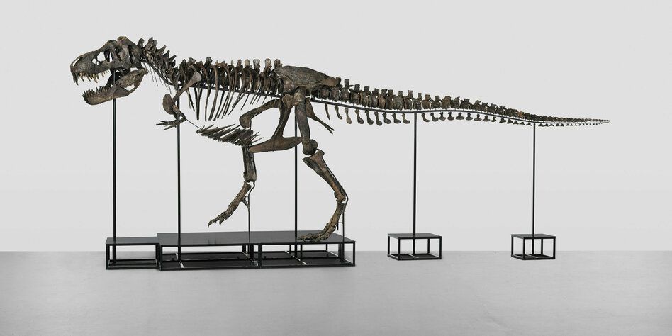 Teenie-T-Rex oder neue Dino-Art?: Roarrr!