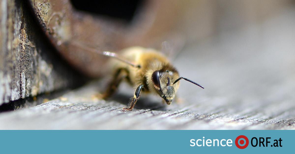 Bienen „torkeln" unter Einfluss von Insektiziden