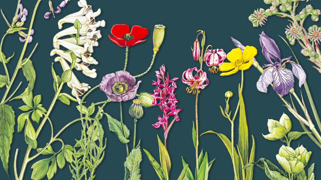 Marianne Golte-Bechtle: 1000 Blüten