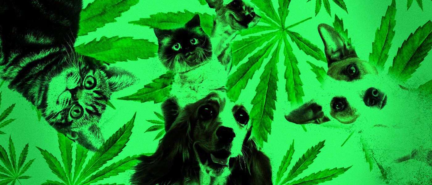 Cannabis for Dogs - The Pet Market Explored