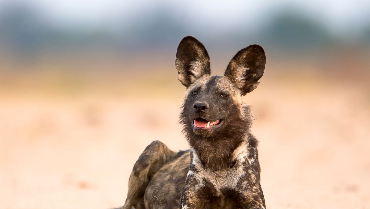 Simbabwe: Auf den Wildhund gekommen