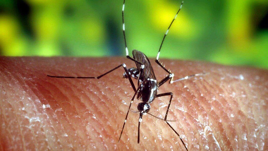 Mehr Malaria durch Amphibiensterben
