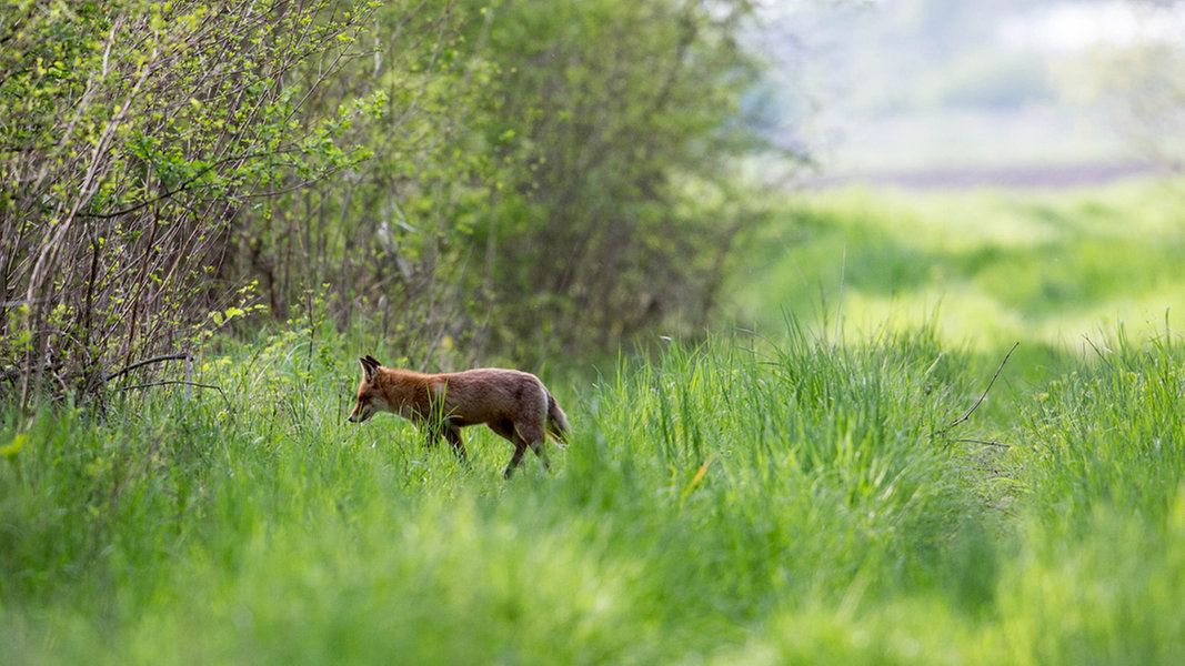Jagdgesetz: Kommt Nachtsicht-Technik auch für Fuchsjagd?