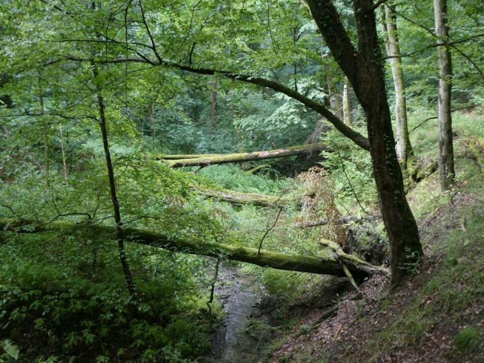 Deutsche Waldtage 2020: zwei Führungen im Nationalpark Kellerwald-Edersee