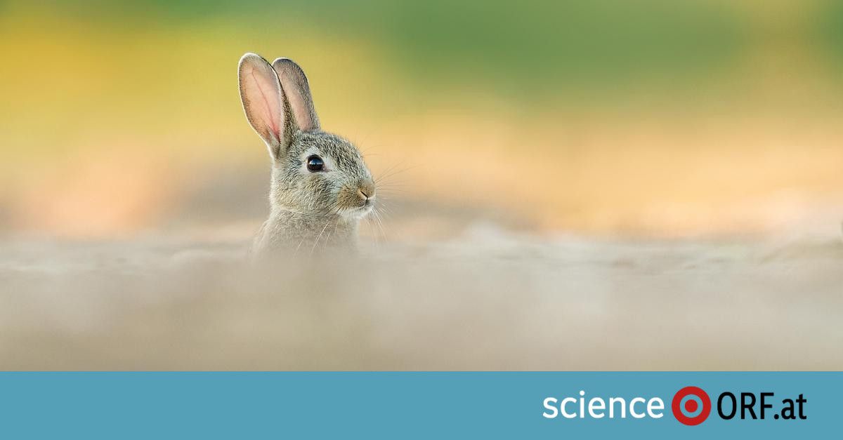 24 Tiere lösten Australiens Kaninchenplage aus