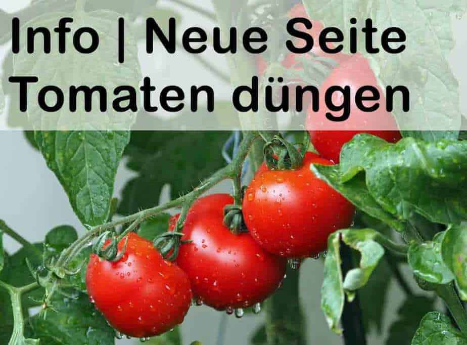 Tomaten düngen - Dünger jetzt richtig nutzen!