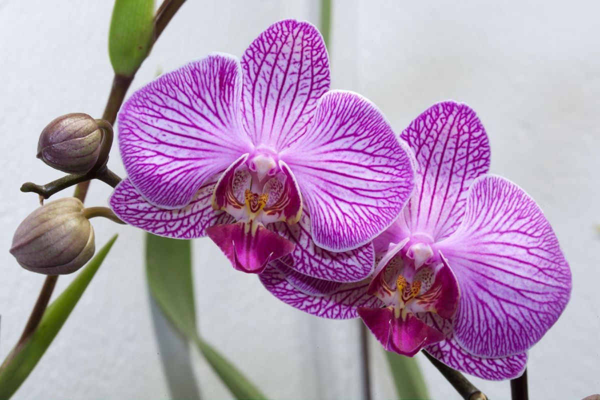 Орхидея: какой грунт подходит для растения