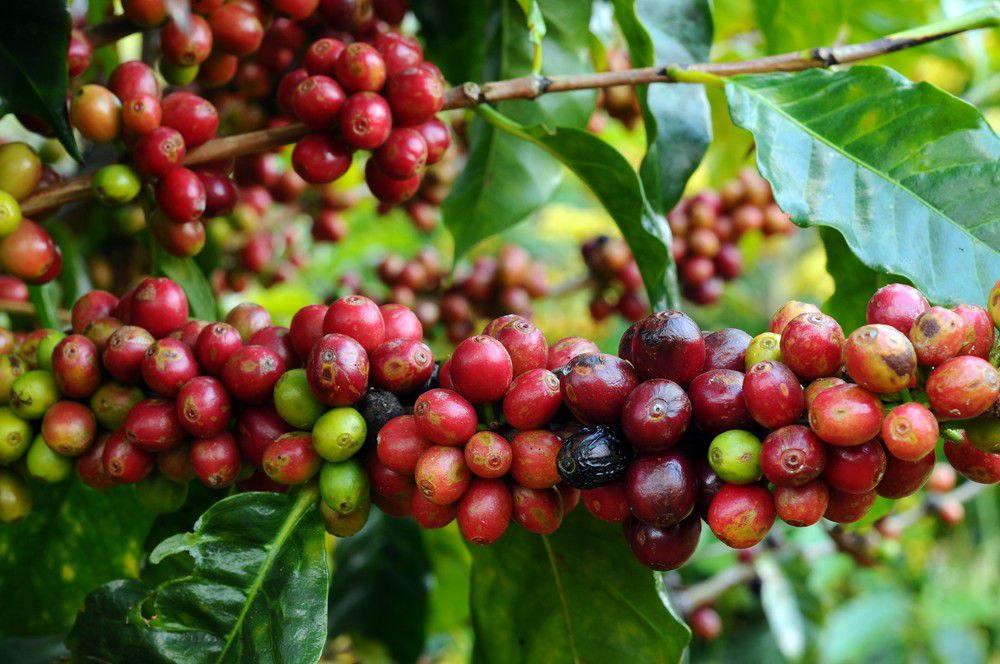 Wie eine deutsch-ruandische Partnerschaft Fairtrade-Kaffee noch verbessern will - „Kaffee-Kooperative": Neue Wege im Kaffeevertrieb