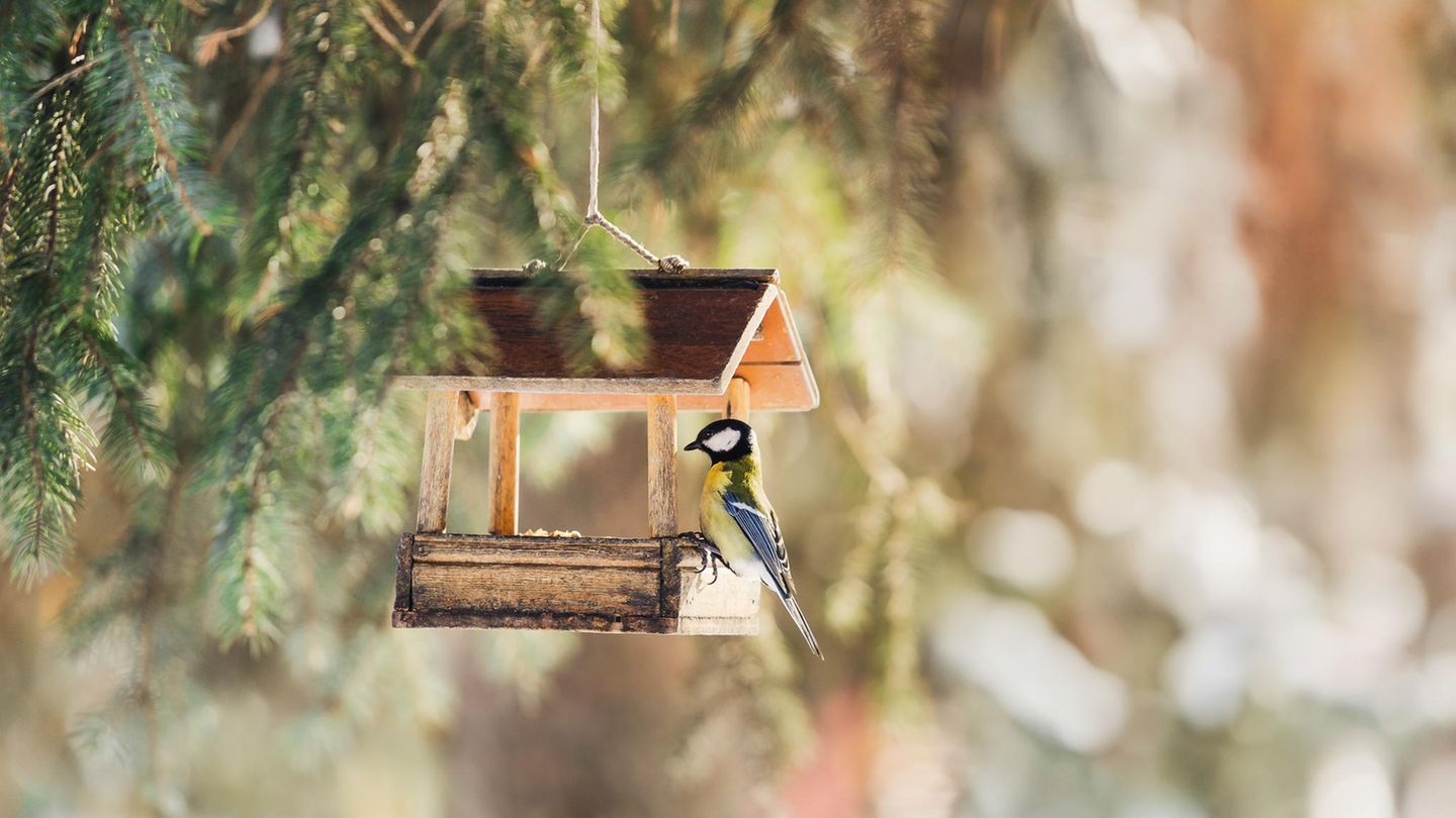 Vogelhäuser für Herbst und Winter: Das sollten Sie beim Kauf beachten