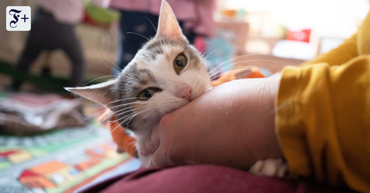 Verhaltenstherapie für Tiere: Die Katze muss auf die Couch!