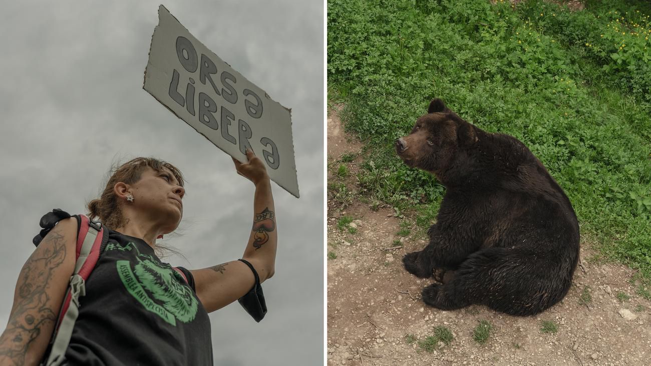 Bären im Trentino: Leben mit der Gefahr