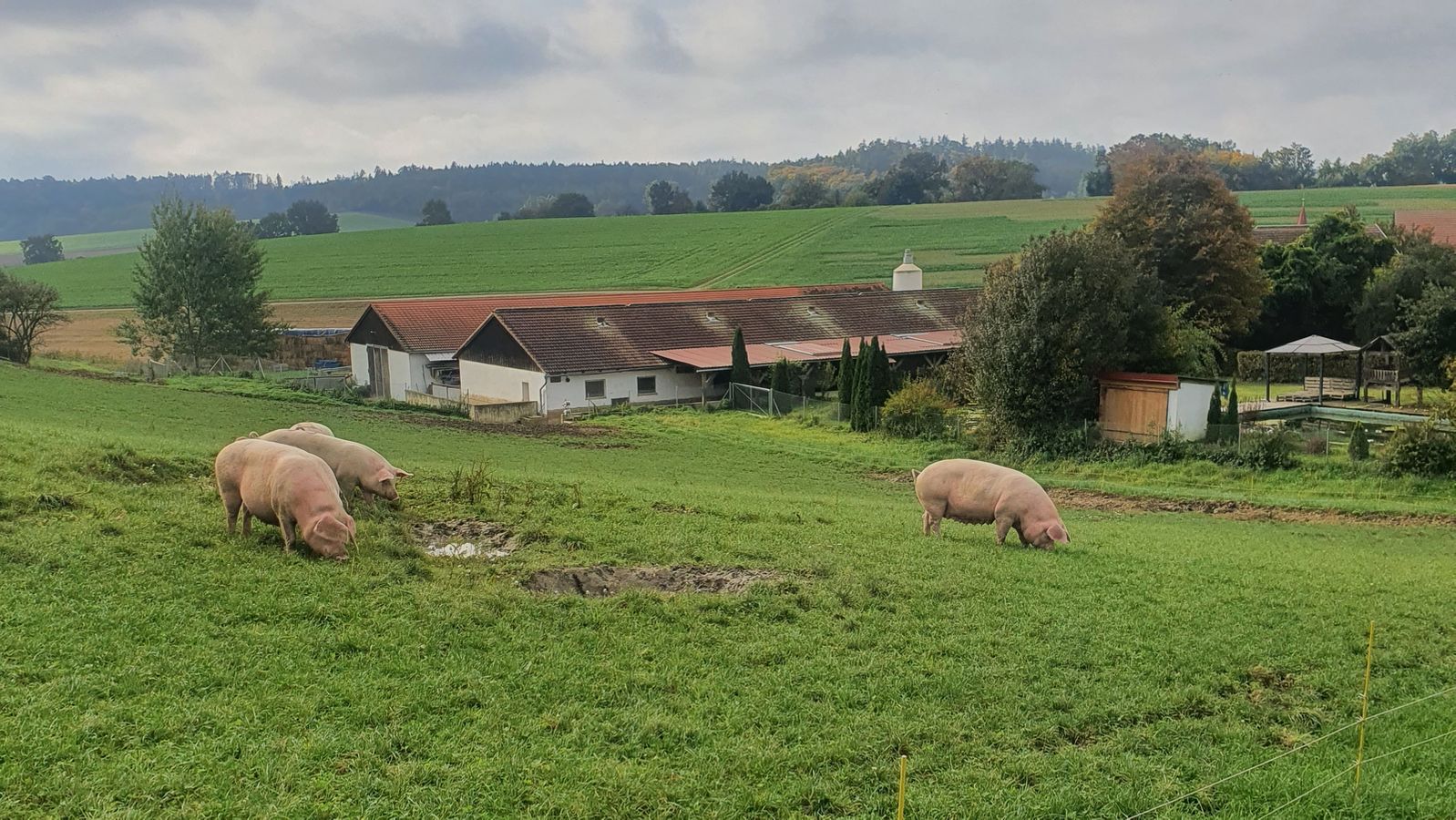 Weideschweine in Bayern - Frischluft auch für Ferkel