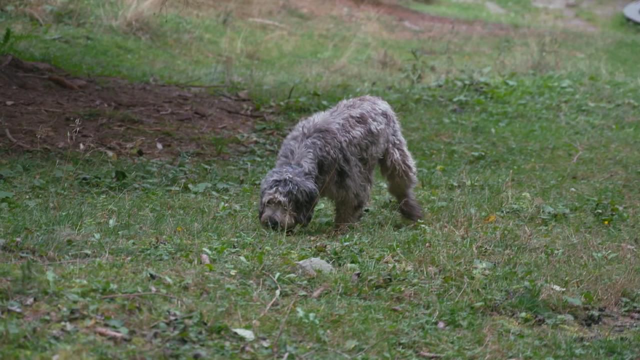 Tirol: Naturschutzhund auf Streife