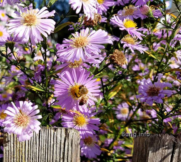 Gartentagebuch im Herbst:  Biene in einem Meer von lila Strahlenastern