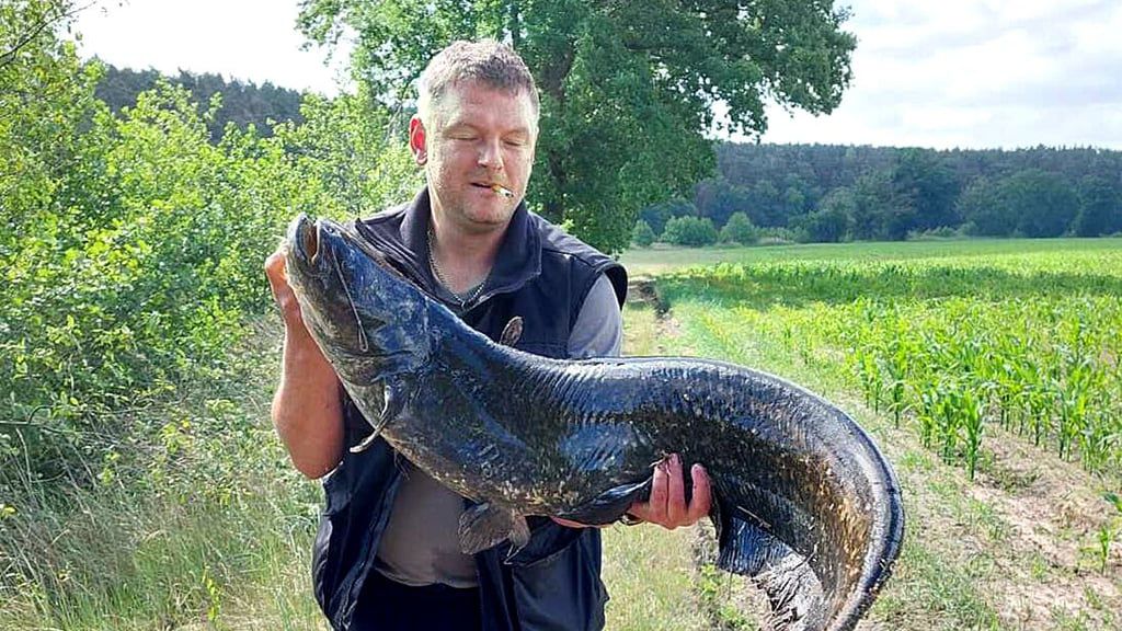 Angler kämpfen mit 15-Kilo-Flusswels am Schönefelder Campingplatz