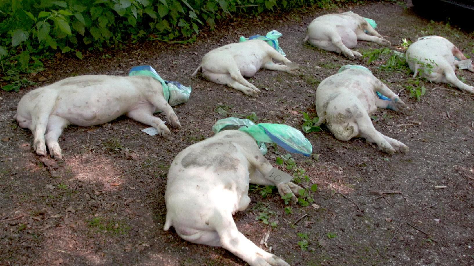 Bodyfarmen: Mit Schweine-Kadavern auf Verbrecherjagd