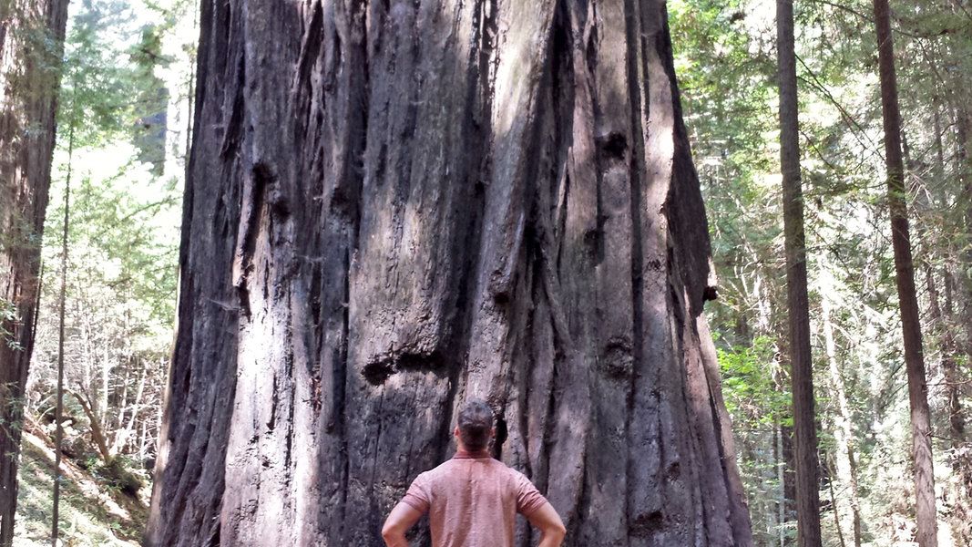 Dinosaurier des Waldes: Inmitten der kalifornischen Mammutbäume