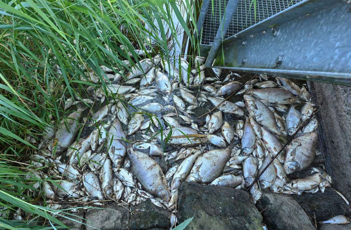 Fischsterben in der Oder: Welche Folgen die Umweltkatastrophe hat