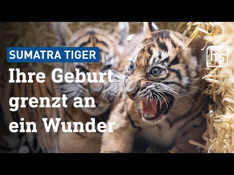 Sumatra-Tiger-Babys im Frankfurter Zoo | hessenschau