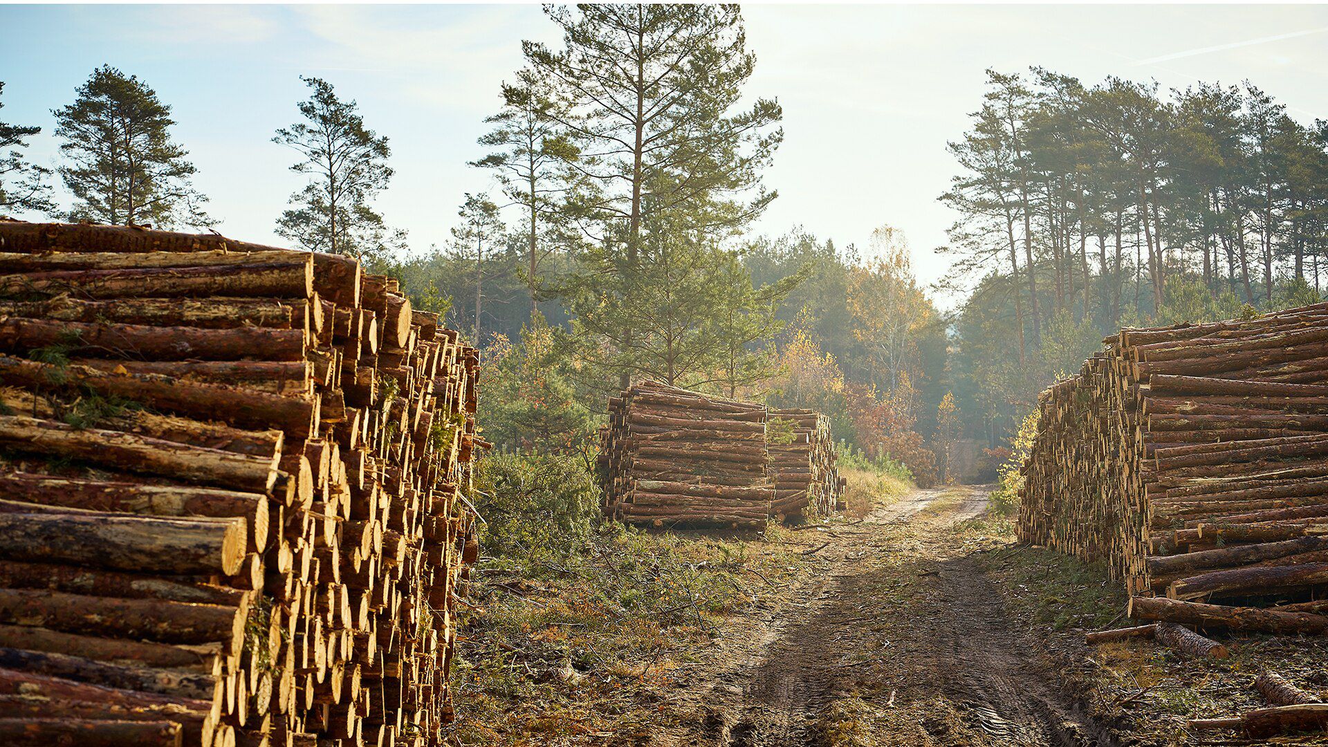 Ware Wald - Die Schattenseiten des Holz-Booms