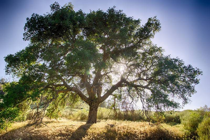 GO ASK THE OAK TREE: Mindfully reconciling the paradox of believing in not believing