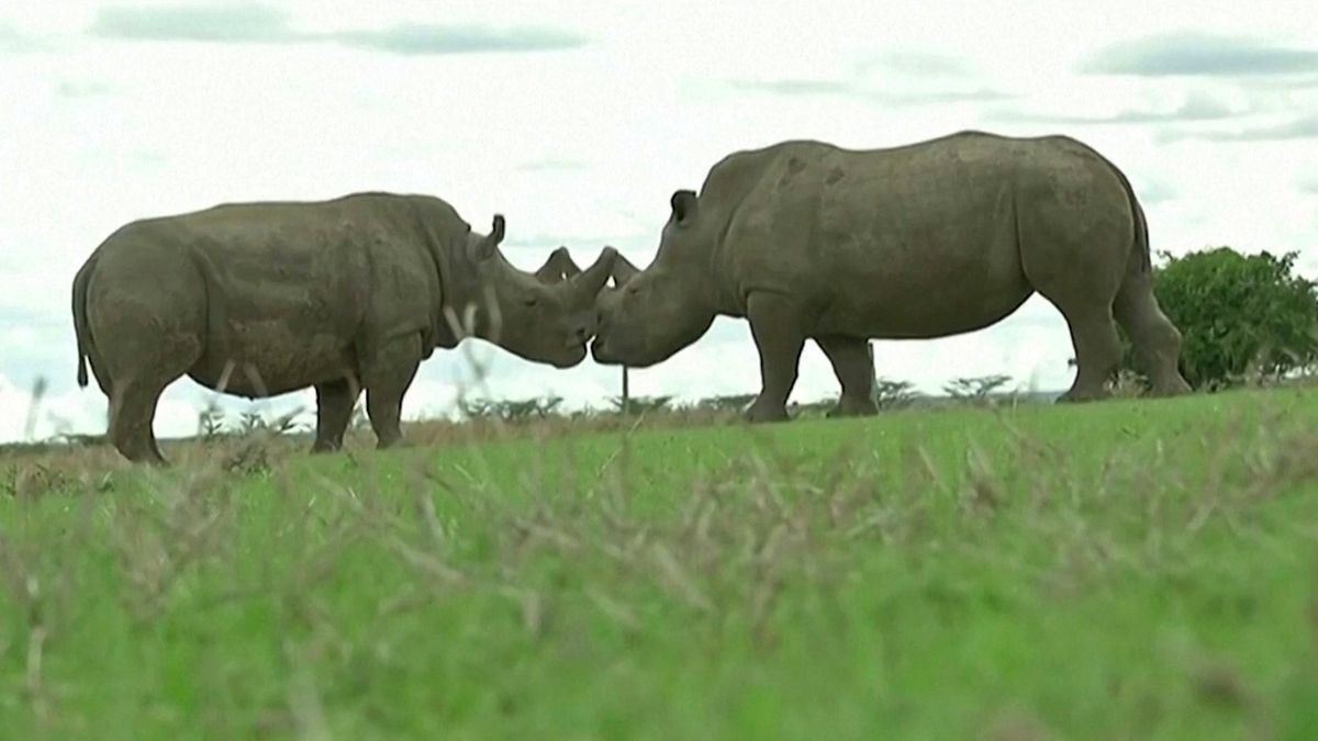 Bedrohte Nashorn-Spezies: Eine Leihmutter gegen das Aussterben