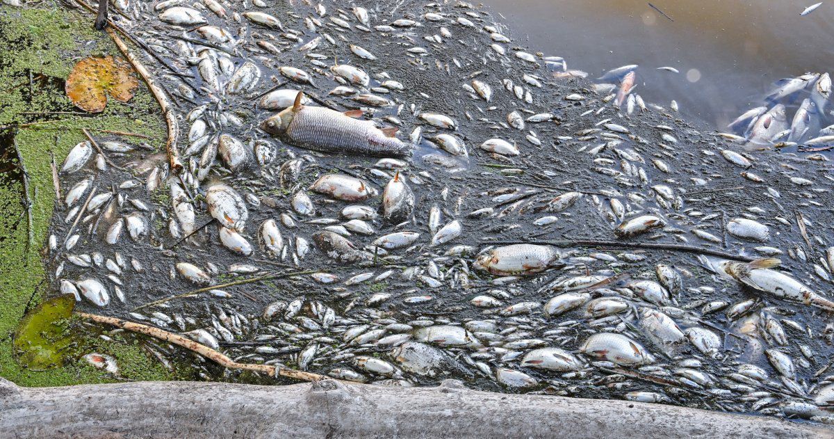 Oder-Fischsterben: Was tut Polen gegen die nächste Katastrophe?