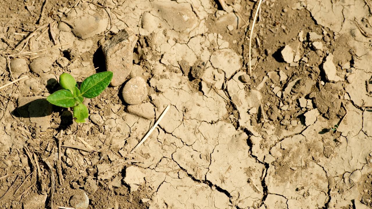 Klimakrise: Dürre von 2018 und 2020 historisch für Europa