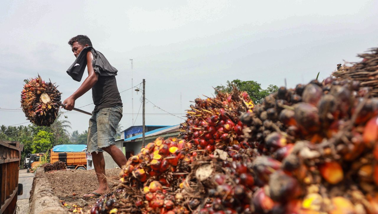 Palmölanbau in Indonesien: Der Fluch des "flüssigen Elfenbeins"
