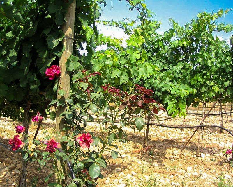 Rosen und Weinanbau