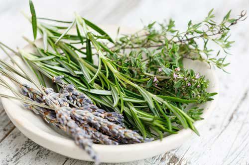 10 Best Medicinal Herbs For Growing Indoors