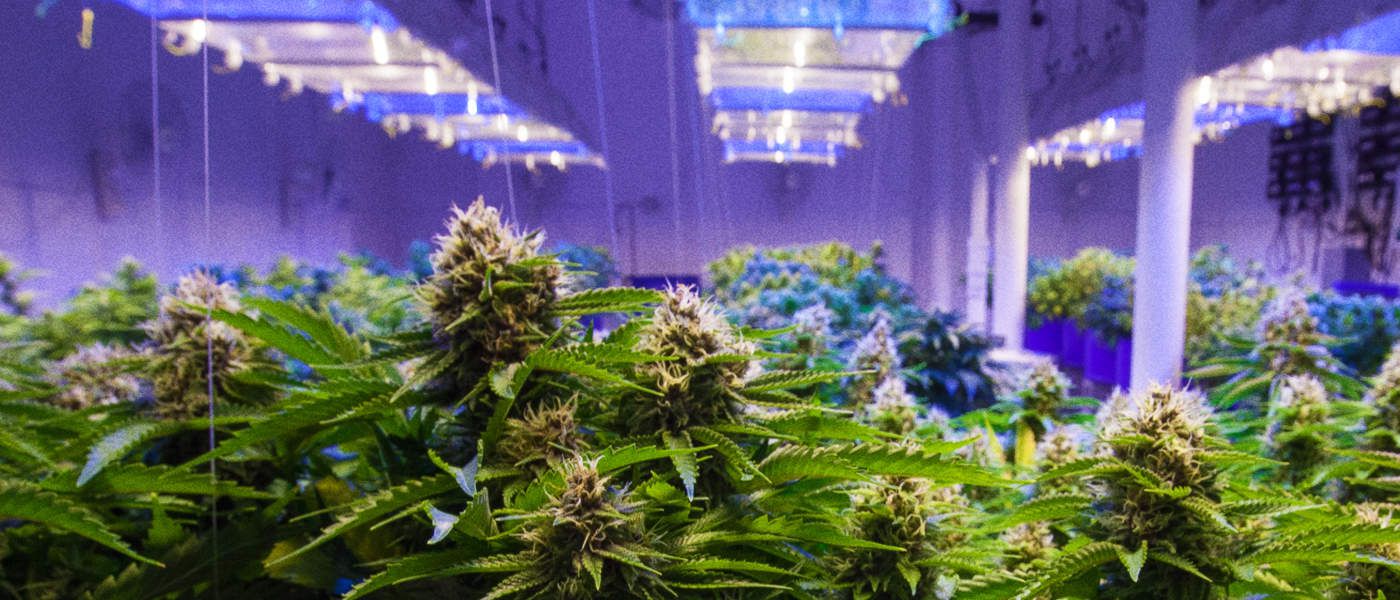 RotoGro Claims Pioneering Tech Can Yield up to 185% More Dry Cannabis Flower