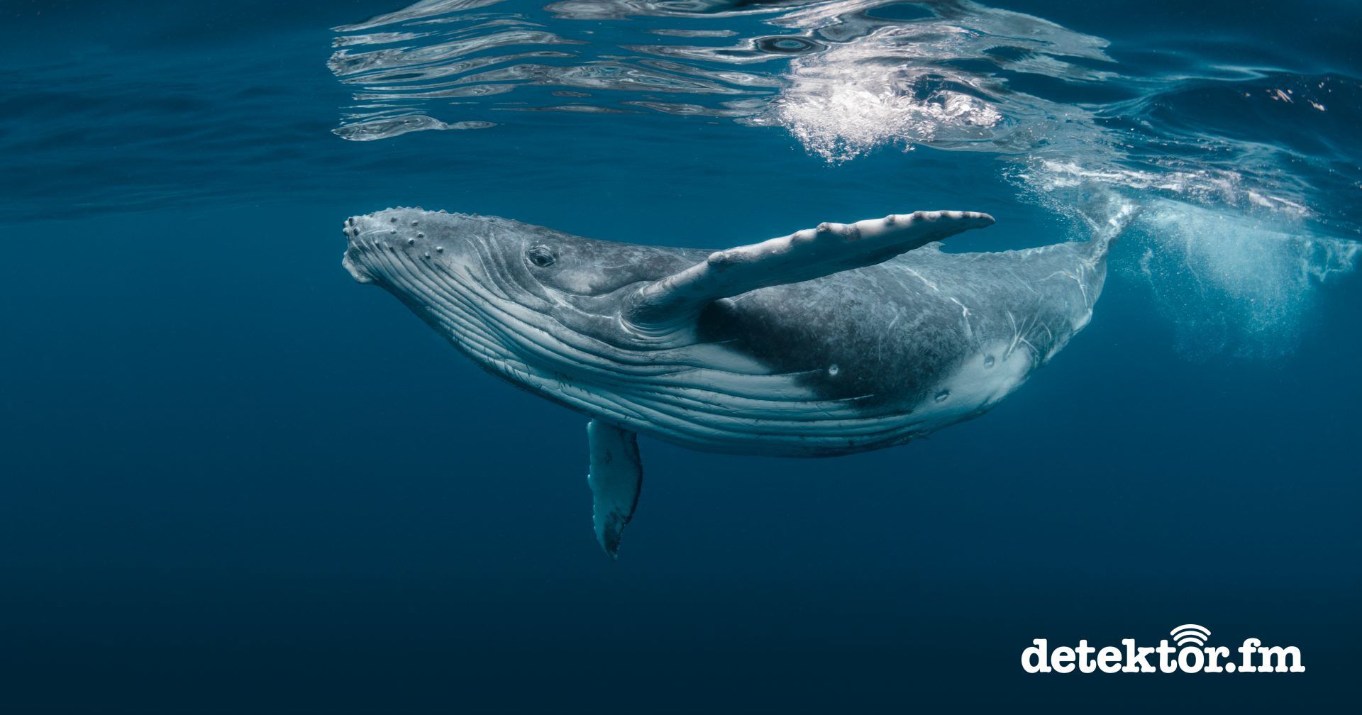 Forschungsquartett | Wale schützen mit KI | detektor.fm - Das Podcast-Radio