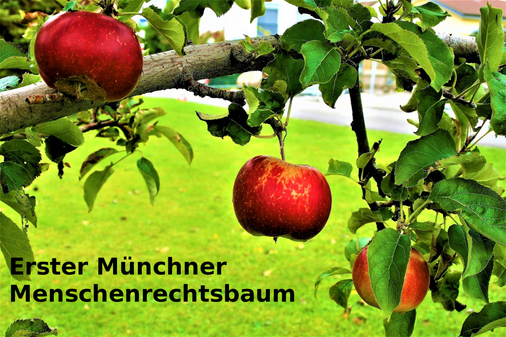 Erster Münchner Menschenrechtsbaum