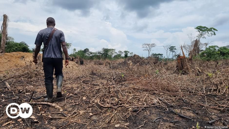 REDD+ im Kongo-Becken: Wer keine Bäume fällt, wird belohnt