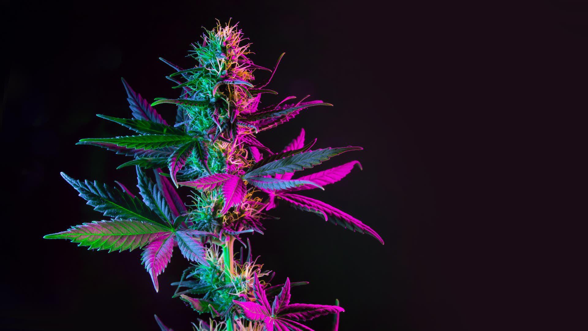 Cannabis in der Medizin - Wie ist die Studienlage?