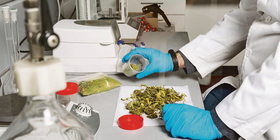 Wissenschaftliche Forschung zu Cannabis: Schlechte Datenlage