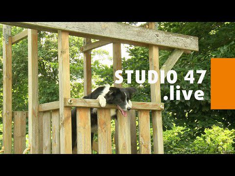 STUDIO 47 .live | MELANIE FYDRICH & IHRE HÜNDIN TROUBLE NEHMEN AN SHOW „TOP DOG GERMANY" TEIL