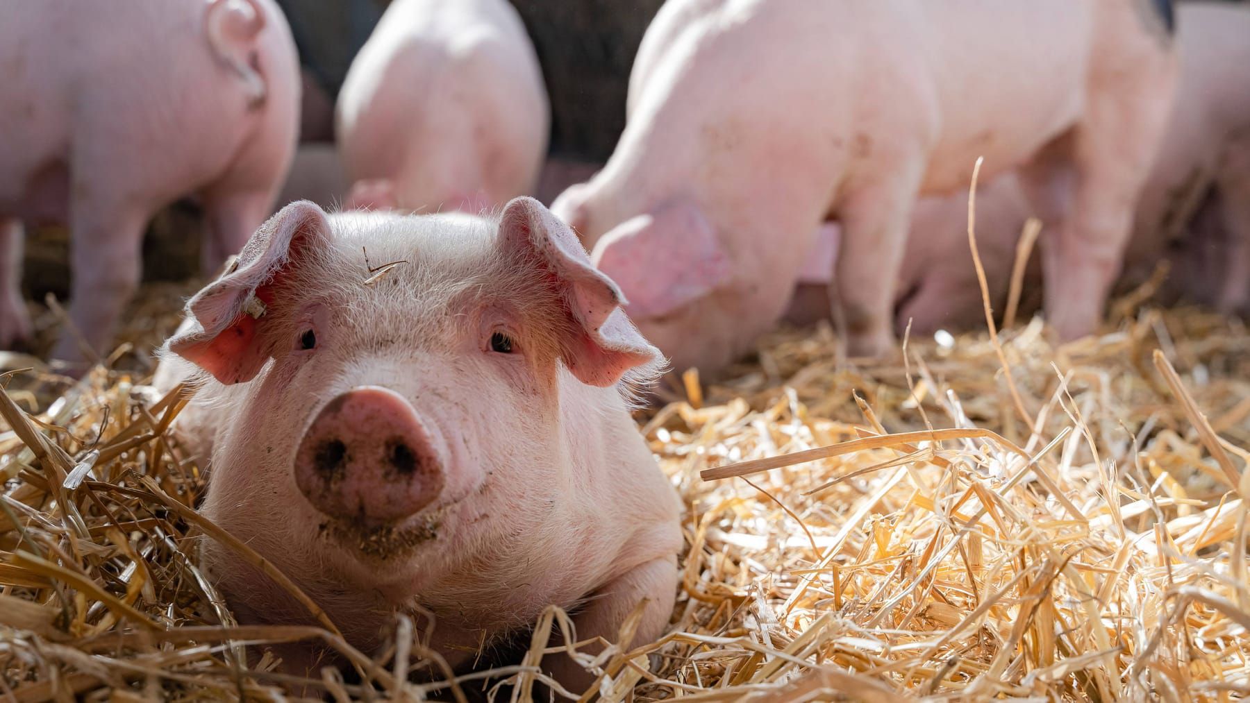 Wie Laborfleisch den Planeten und die Bauern retten soll