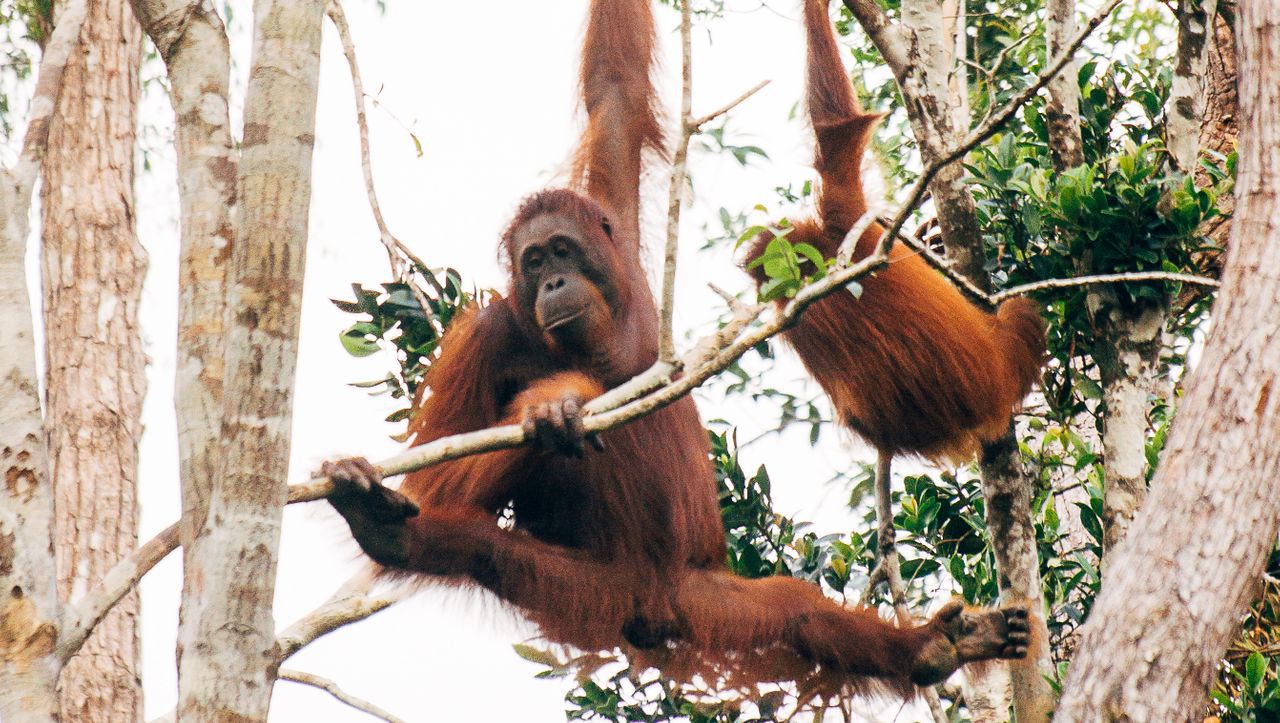 Schimpansen, Gorillas, Orang-Utans: Warum ihre Lebensräume schrumpfen