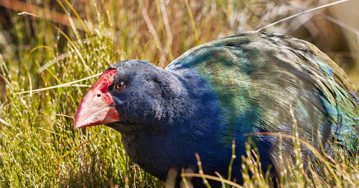 Takahē: Artenschützerïnnen helfen diesem Vogel zu überleben