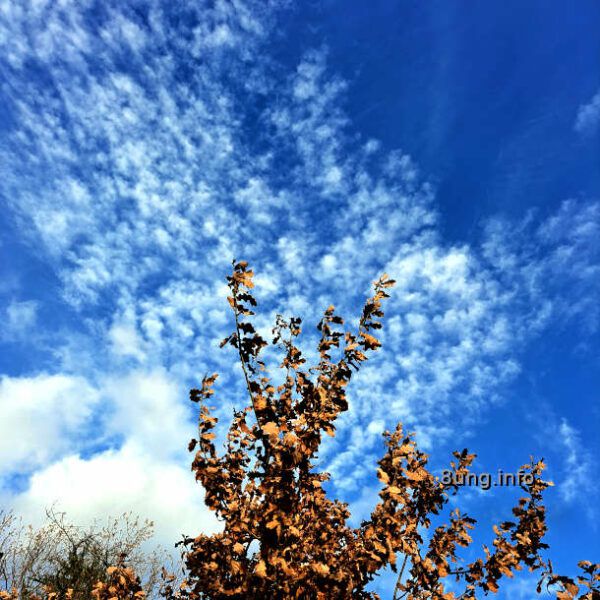 Wetterprognose Mai 2024 mittels der 12 Rauhnächte: trockene Eichenblätter, dahinter kleine Wolken vor blauem Himmel