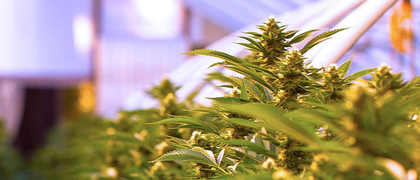 Specialty Marijuana, a Growing Trend