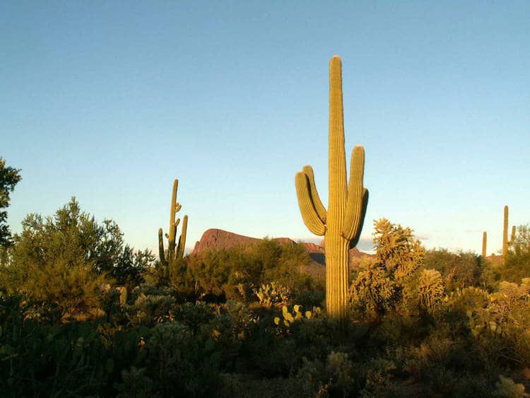 Saguaro cactus in Arizona - A saga in symbols