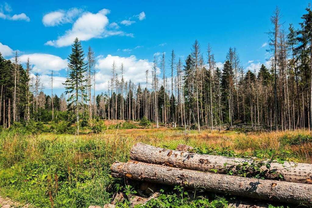 Klimawandel: Wie schwarz wird der Schwarzwald der Zukunft noch sein?